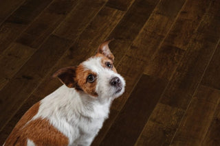 Cumberland spc by Johnson Hardwood