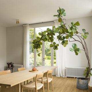 Honey brown oak Waterproof Laminate by Quickstep