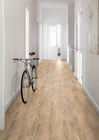 Vintage Morella Spruce