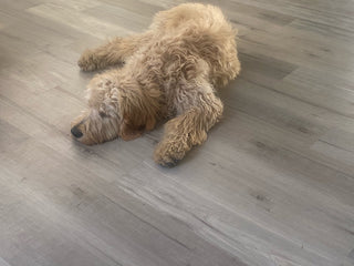 Serene Scene spc by Atlantis Waterproof Floors